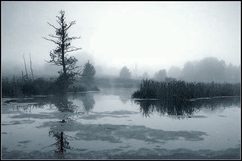 Осень на болоте...