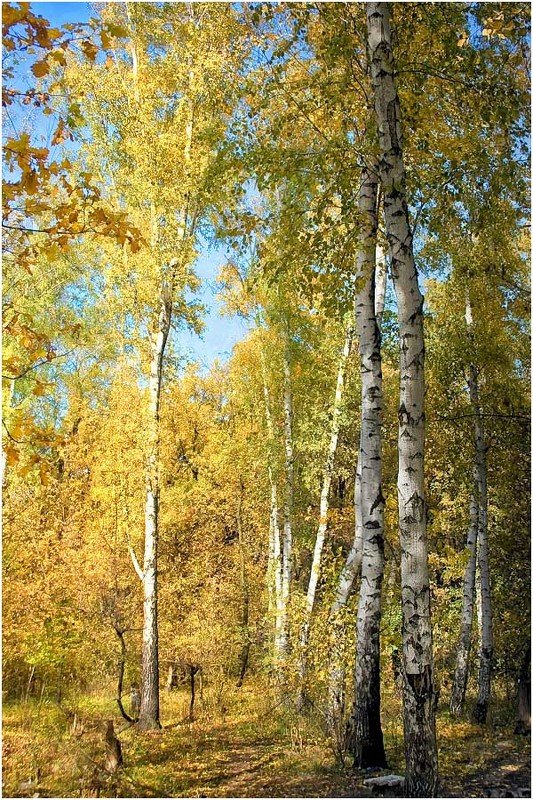 Березовый строй фото превью