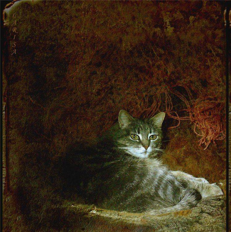 , Лариса Запатрина