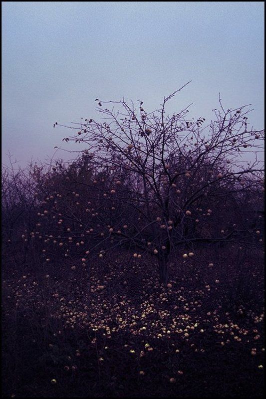 яблоня Хокку фото превью