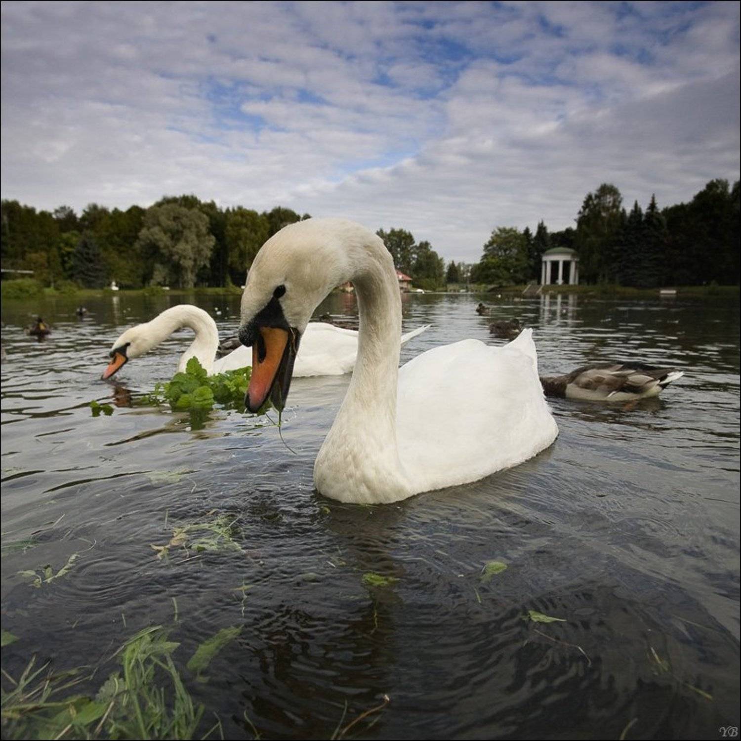 крестовский остров, лебеди, осень, Братаев Юра