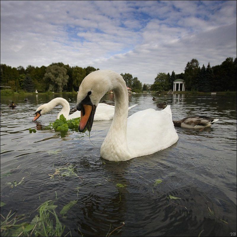 крестовский остров, лебеди, осень  фото превью