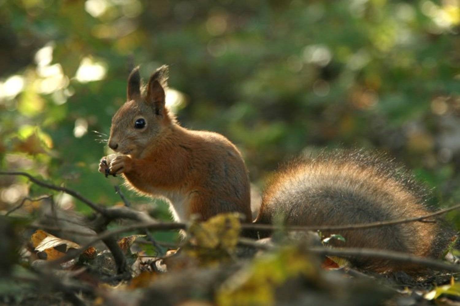 белочка, белка, орехи, света ошметкова, Света Ошметкова