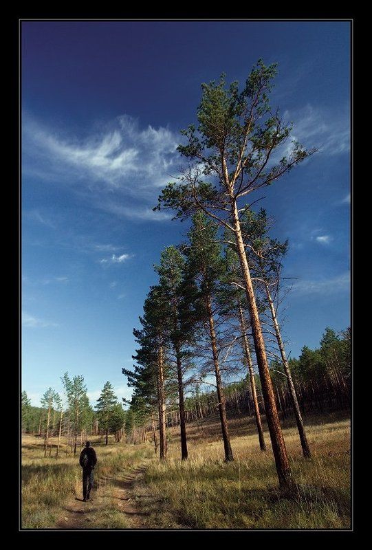 осень, дерево, небо, листья, забайкалье Вперед и в верх фото превью