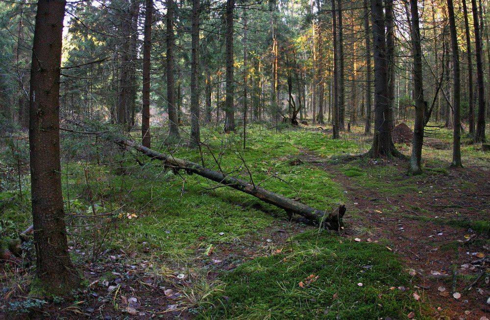 , Сергей Прокошин