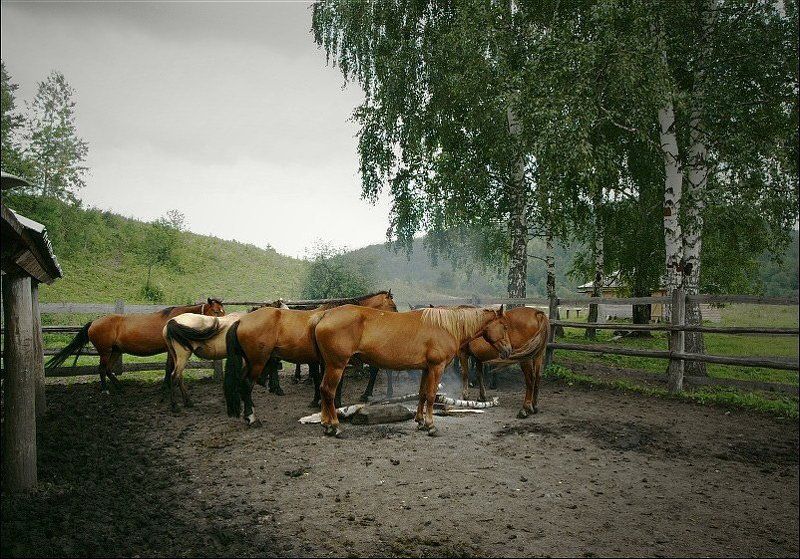 Гнус заел - будет дождь фото превью