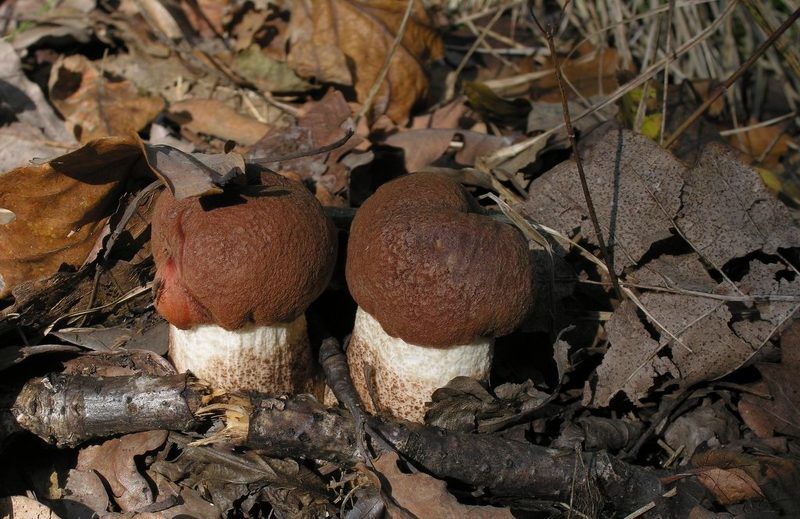 осень,грибы,макро Двое из ларца, одинаковы с лица... фото превью