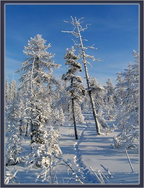 тайга тропа зима якутия, Солодухин Виктор