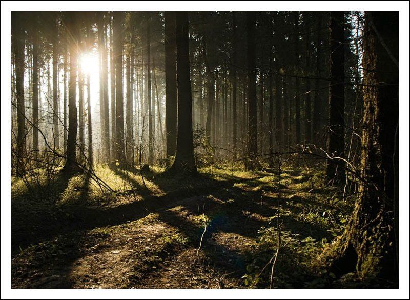 пейзаж, лес, лучи, солнце, туман  фото превью
