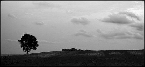небо, поле, дерево