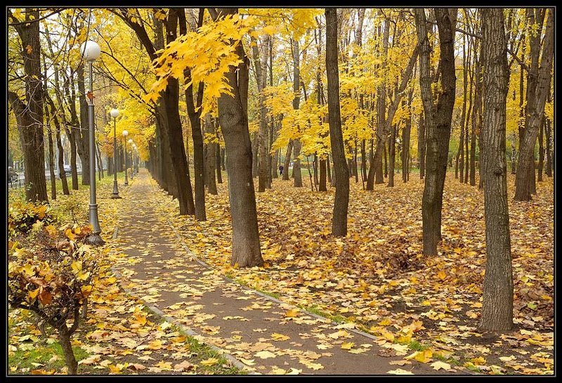 осень, петровский парк Дас Хербст 2 фото превью