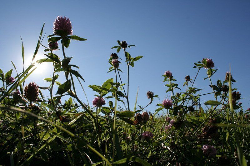 трава, клевер из старого фото превью