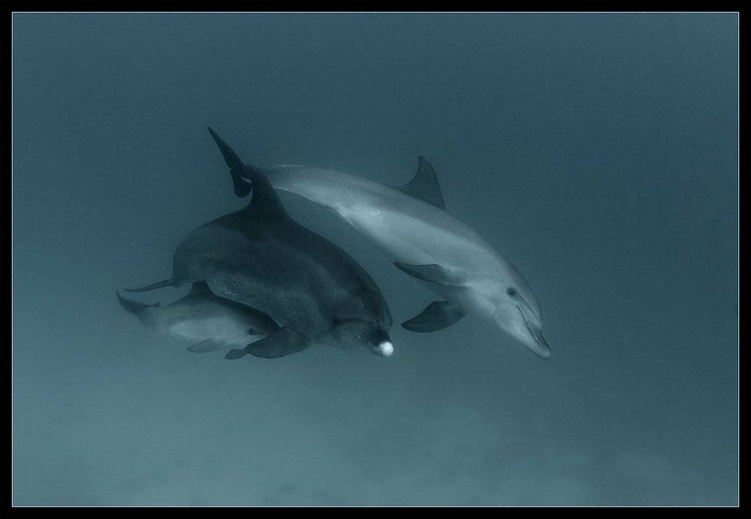 красное, море, семья, дельфинов, мама, папа, и, Torchuck