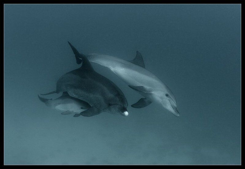 красное, море, семья, дельфинов, мама, папа, и Ой! а кто это? фото превью