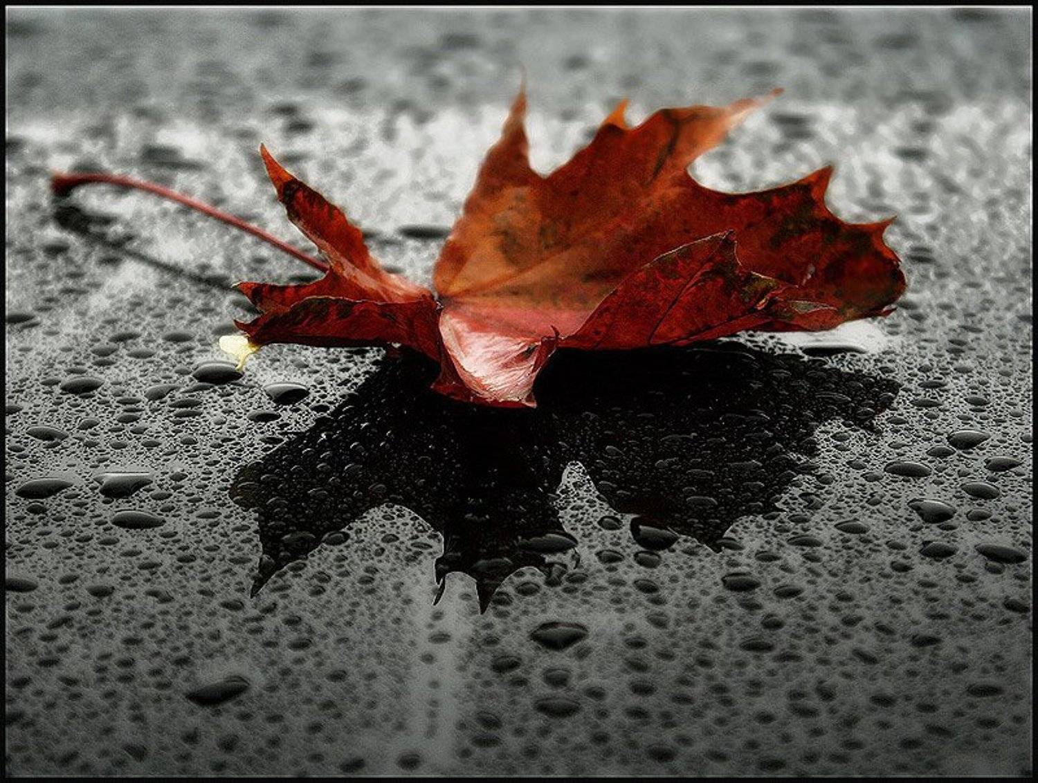 , Коломиец Алексей