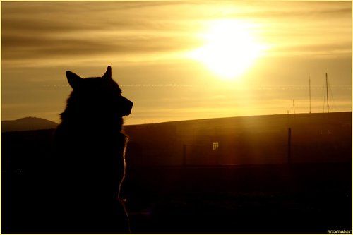 Собачье сердце