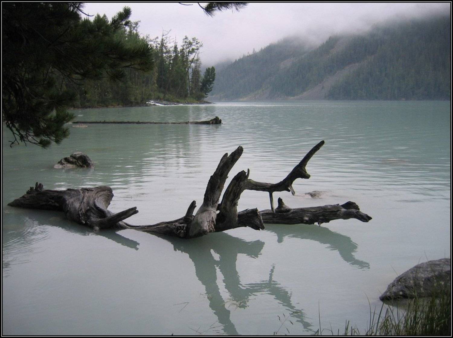 кучерлинское озеро, алтай, горы, дерево, туман, озеро, Алёна