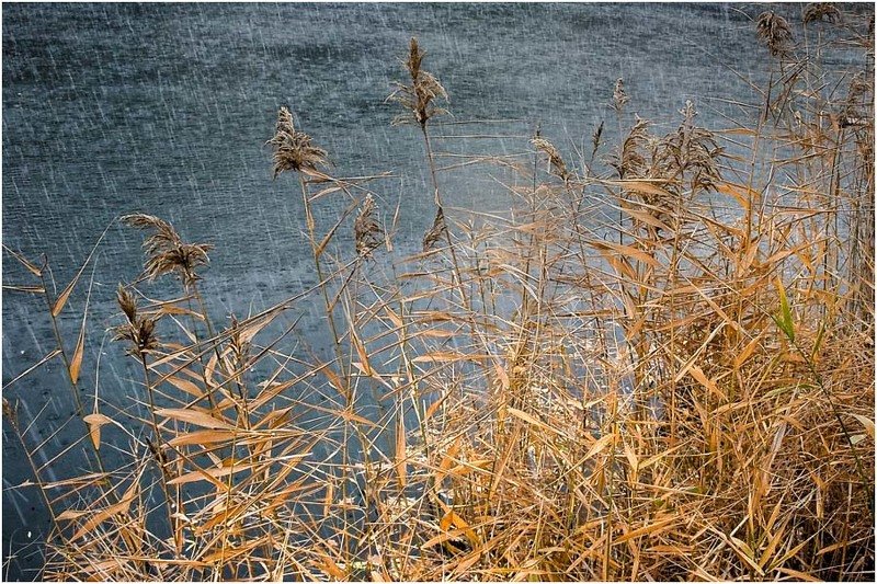 пейзаж,  осень, вода, камыш У природы нет плохой погоды фото превью