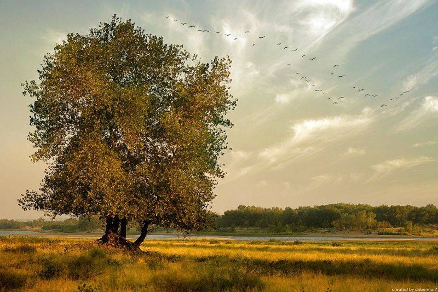 август, утро, дерево, Денис Богомолов