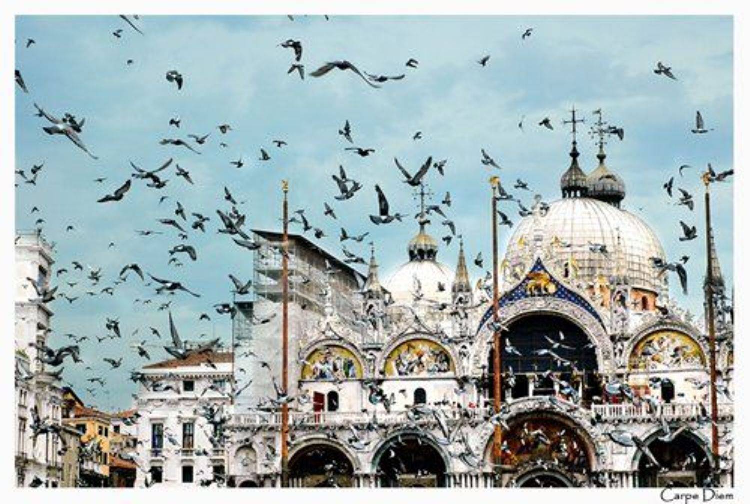 италия, венеция, площадь сан марко, голуби, Carpe Diem