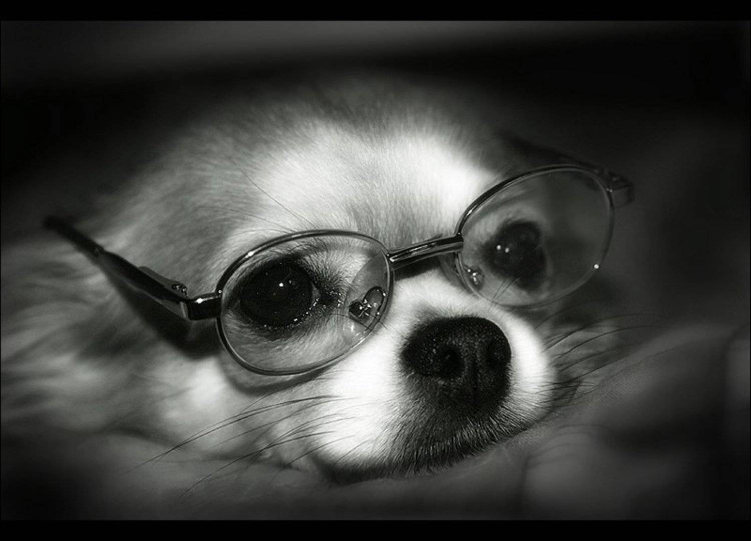 , Коломиец Алексей