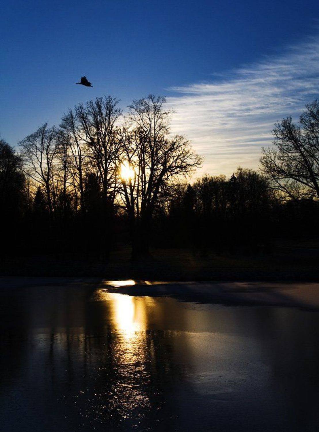 павловск, закат, ворона, Dankost