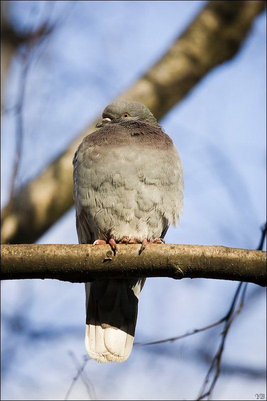 голубь, осень к зимовке готов! фото превью