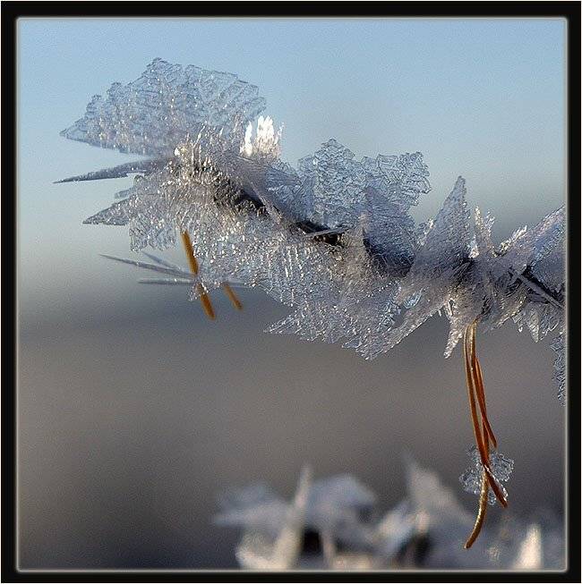 иней ветка, Солодухин Виктор