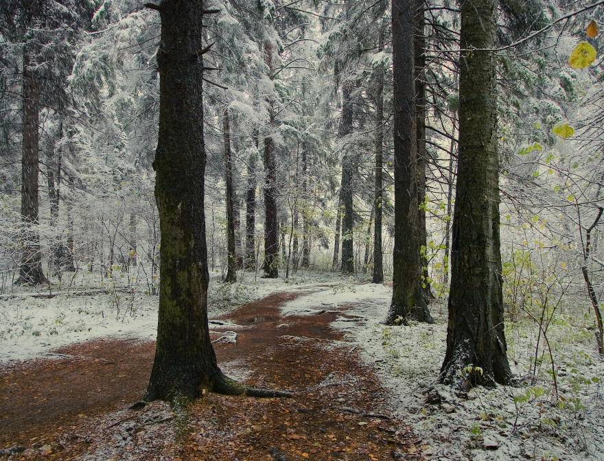 , Владимир Липецких