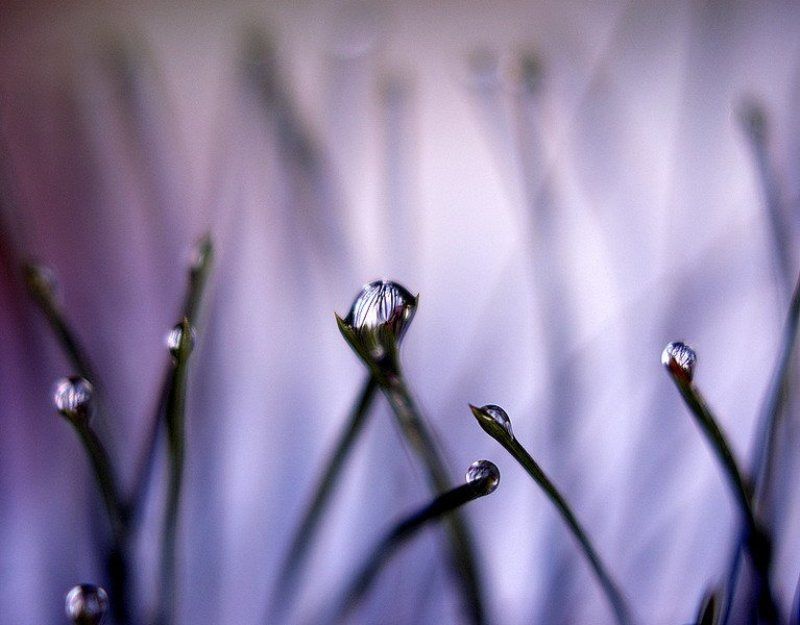 капли, сосна *** фото превью