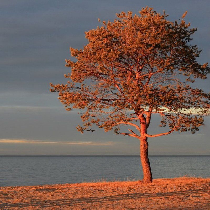 бурятия, байкал, сосна, закат * * * фото превью