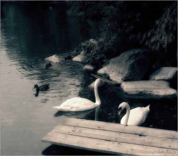 природа, пленка, средний формат, броника, bronica, pilgrim, Pilgrim