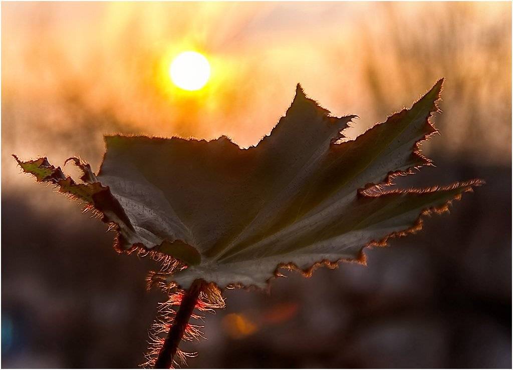 , Александр Батурский