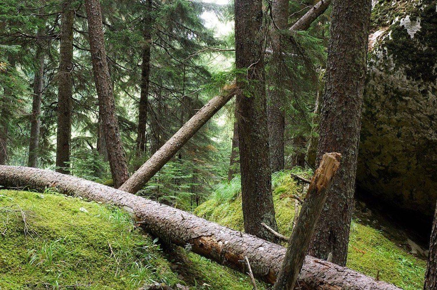 домбай, лес, Dmitriy Egorov