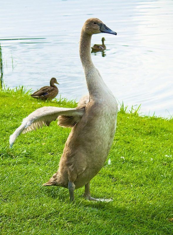 лебедь, лето, друскининкай, озера, \