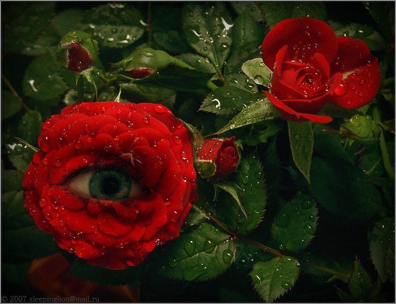 коллаж, монтаж, collage, montage, pilgrim The Eye of Nature... фото превью