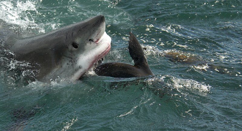 белая,акула,юар Челюсти фото превью