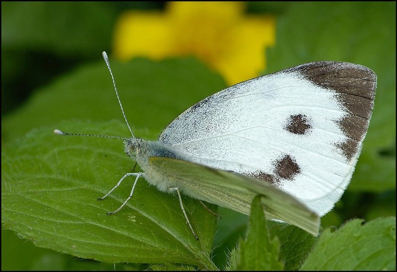 бабочко Монстр)) фото превью