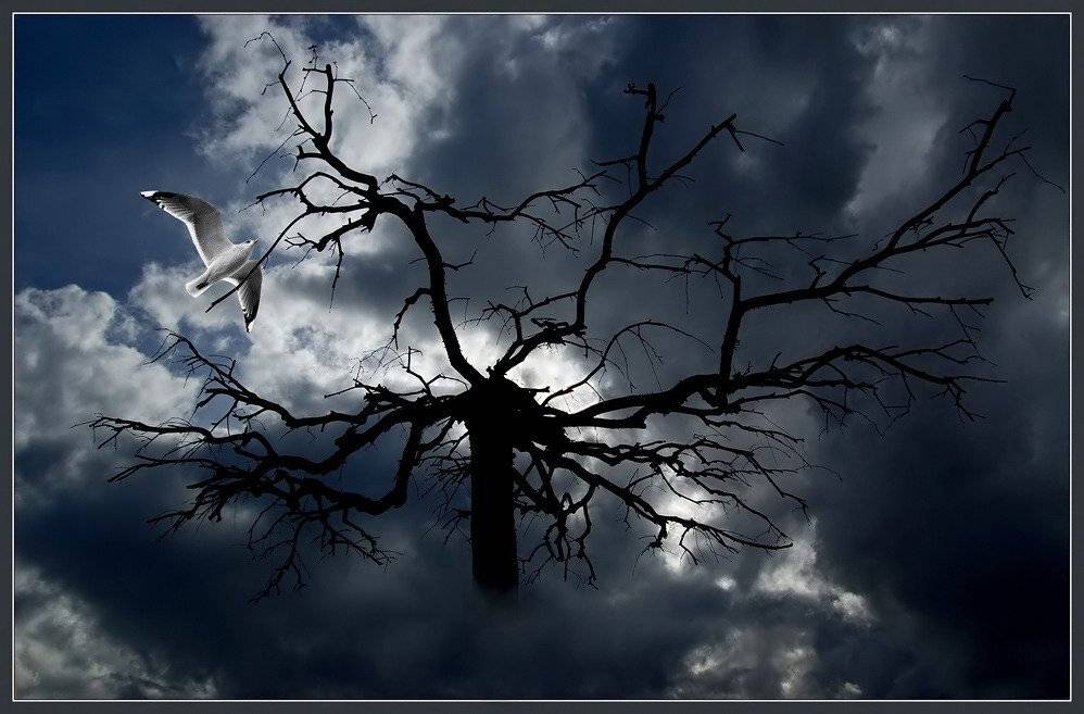 дерево, птица, тучи, мистика, Евгений Иванюшенко