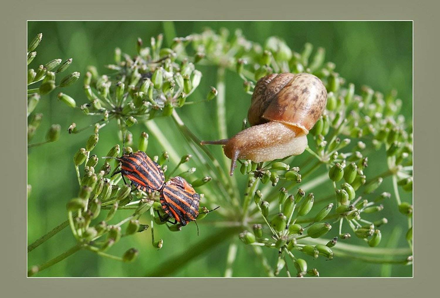 , Михаил Курцев