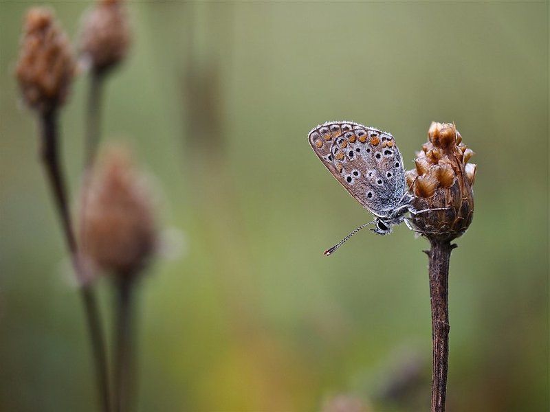 ::: фото превью