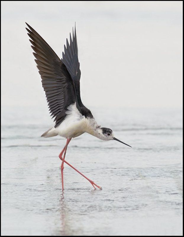 птицы,ходулочник,фотоохота Балерина фото превью