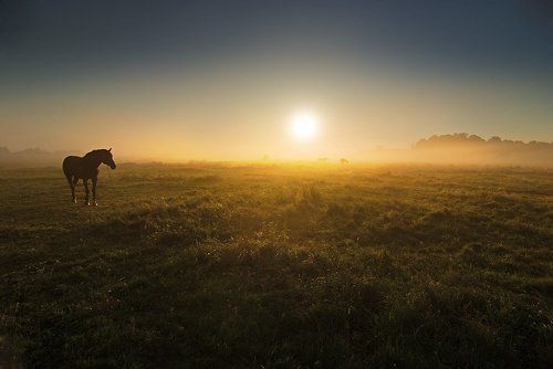 Туманное утро