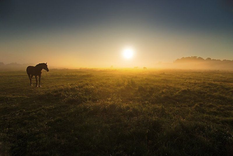 Туманное утро фото превью