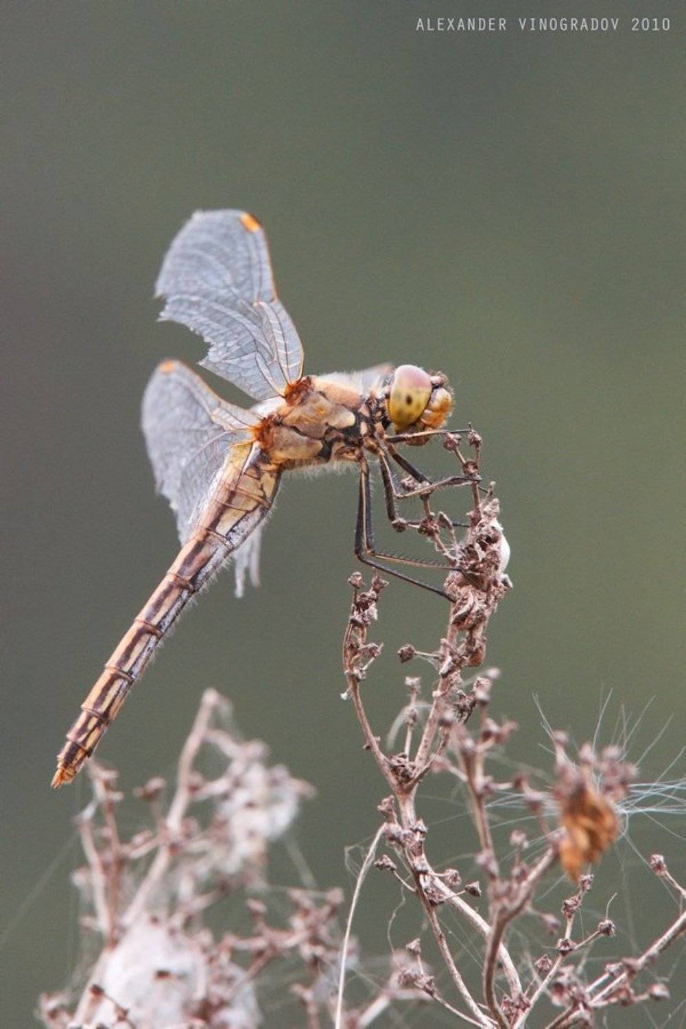, Александр Виноградов