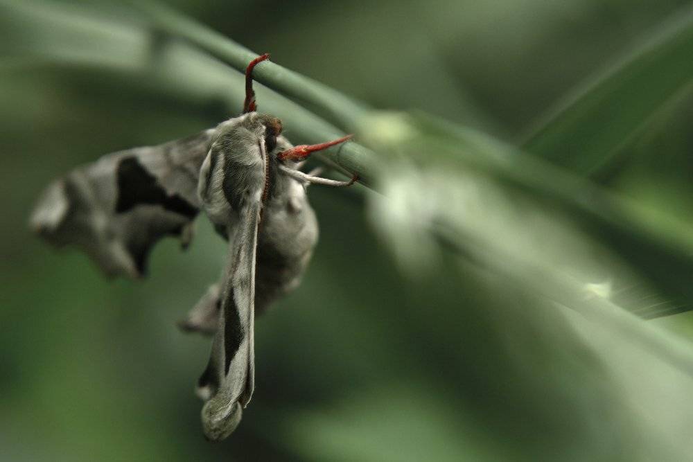 козлов артур, мотылек, бражник, Kozlov Artur