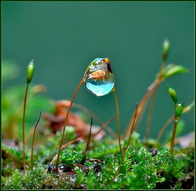 макро,капля,вода, Аквариум. фото превью