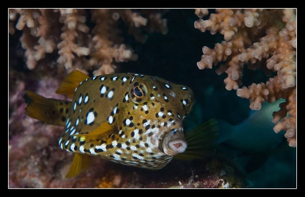 рыба, кузовок, Дмитрий