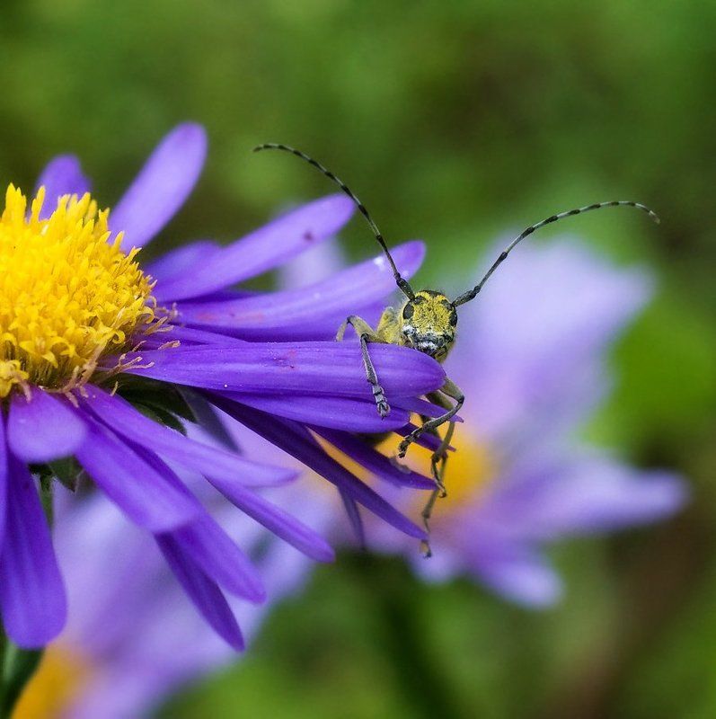 жук, усач привет человеки! фото превью