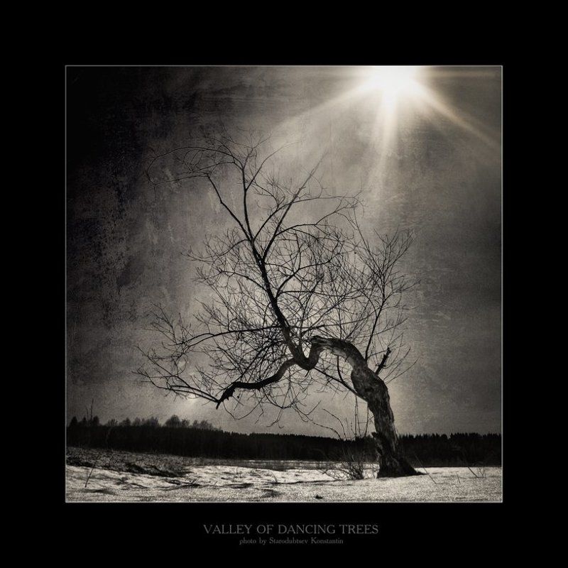 Valley of dancing trees... 6 фото превью